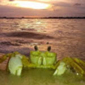 Meet your Posher, Joy